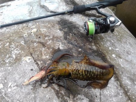 ほどほどに釣れた越前エギング